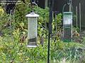 2005-1102goldfinches